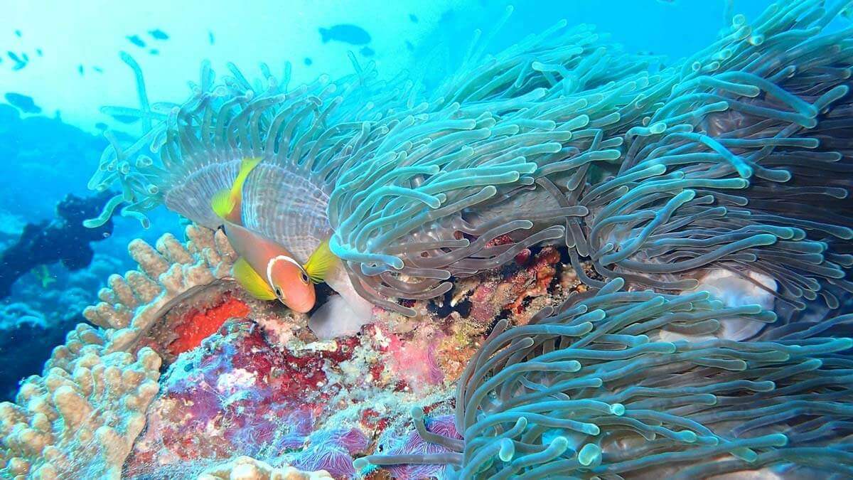 Vibrant marine life and coral at The Nautilus Maldives