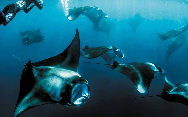Exploring Underwater at The Nautilus Maldives