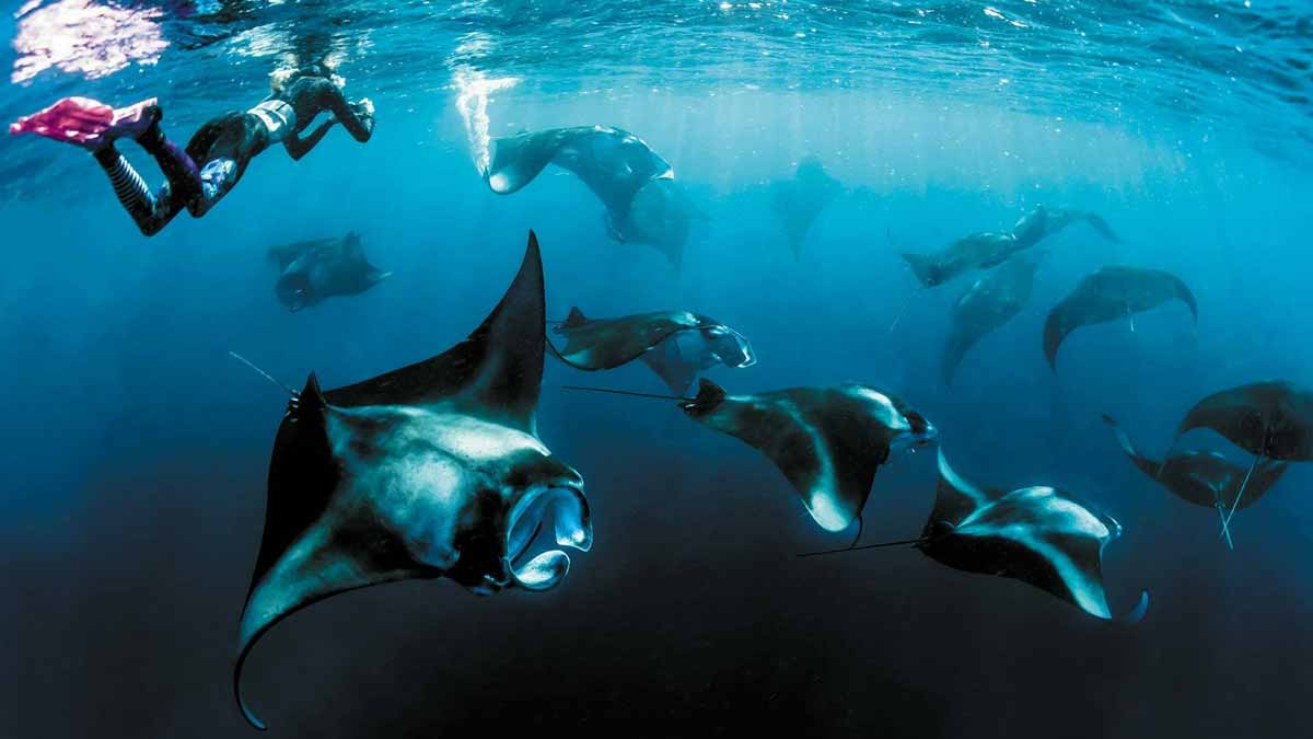 Exploring Underwater Creatures  at The Nautilus Maldives 