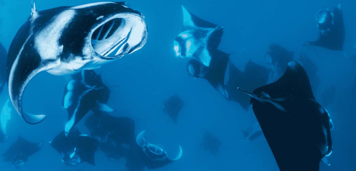 Exploring underwater at The Nautilus Maldives