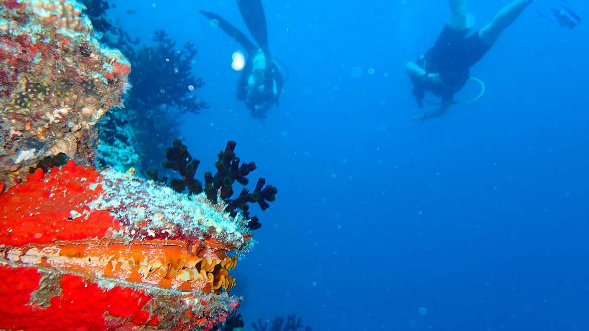 The vibrant marine life and coral at The Nautilus Maldives