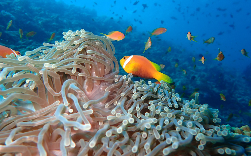 Colourful underwater corals and fish at The Nautilus