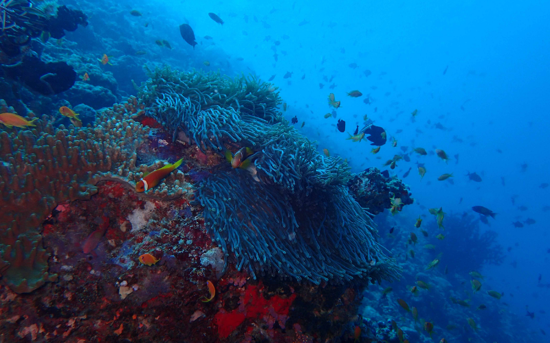 Colourful underwater corals and fish at The Nautilus