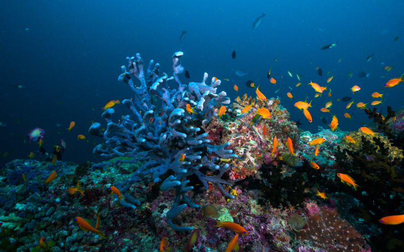 Colourful underwater corals and fish at The Nautilus