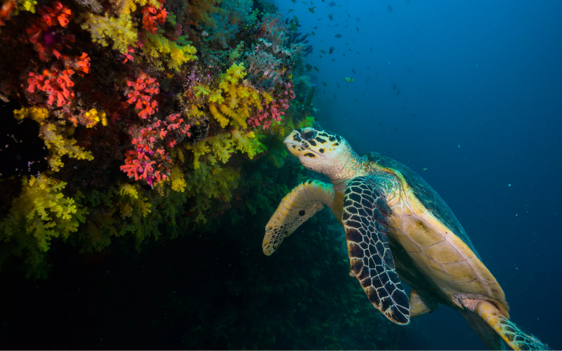 Turtles swimming to the corals at The Nautilus reef