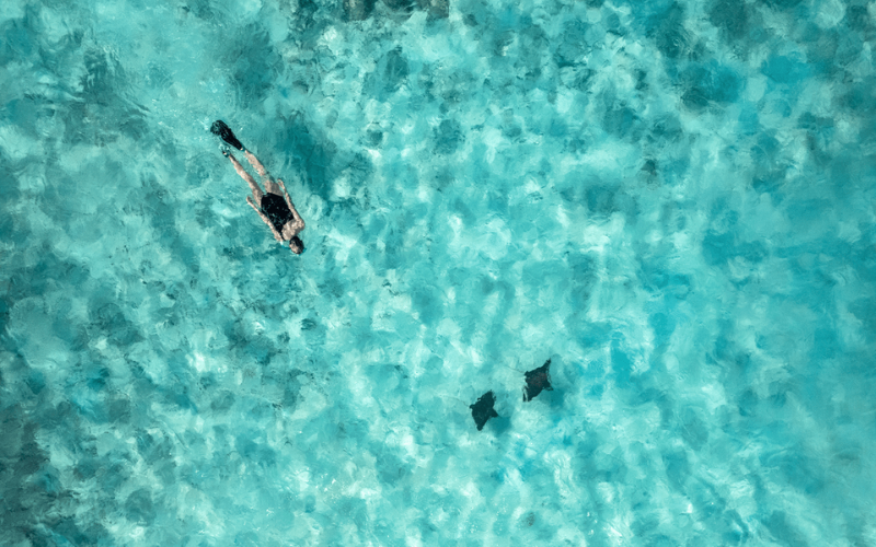Aerial of woman snorkelling with eagle rays
