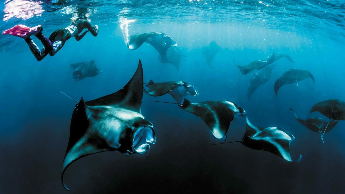 Snorkelling with Manta Rays at The Nautilus Maldives 