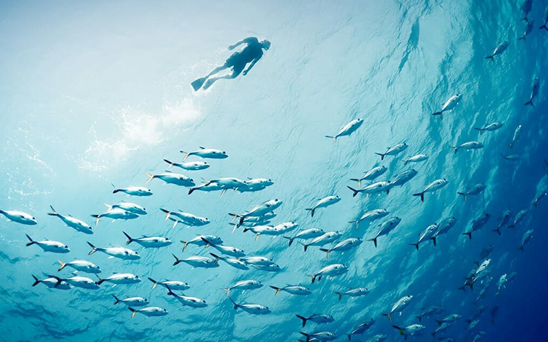 The vibrant marine life at The Nautilus Maldives