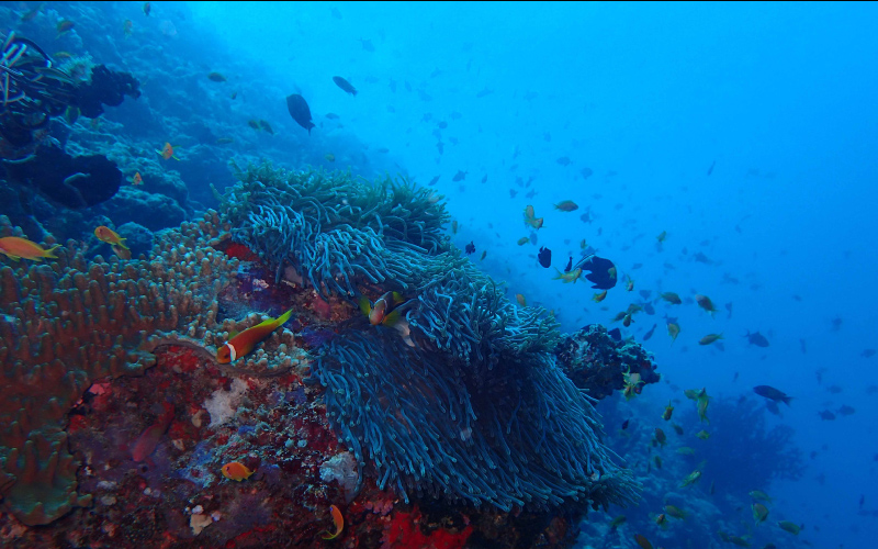 Vibrant marine life and coral at The Nautilus Maldives