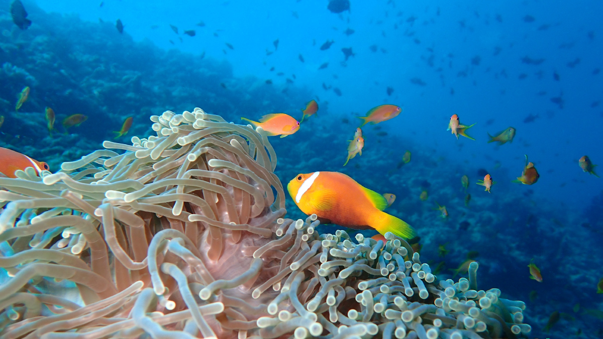 Vibrant marine life and coral at The Nautilus Maldives