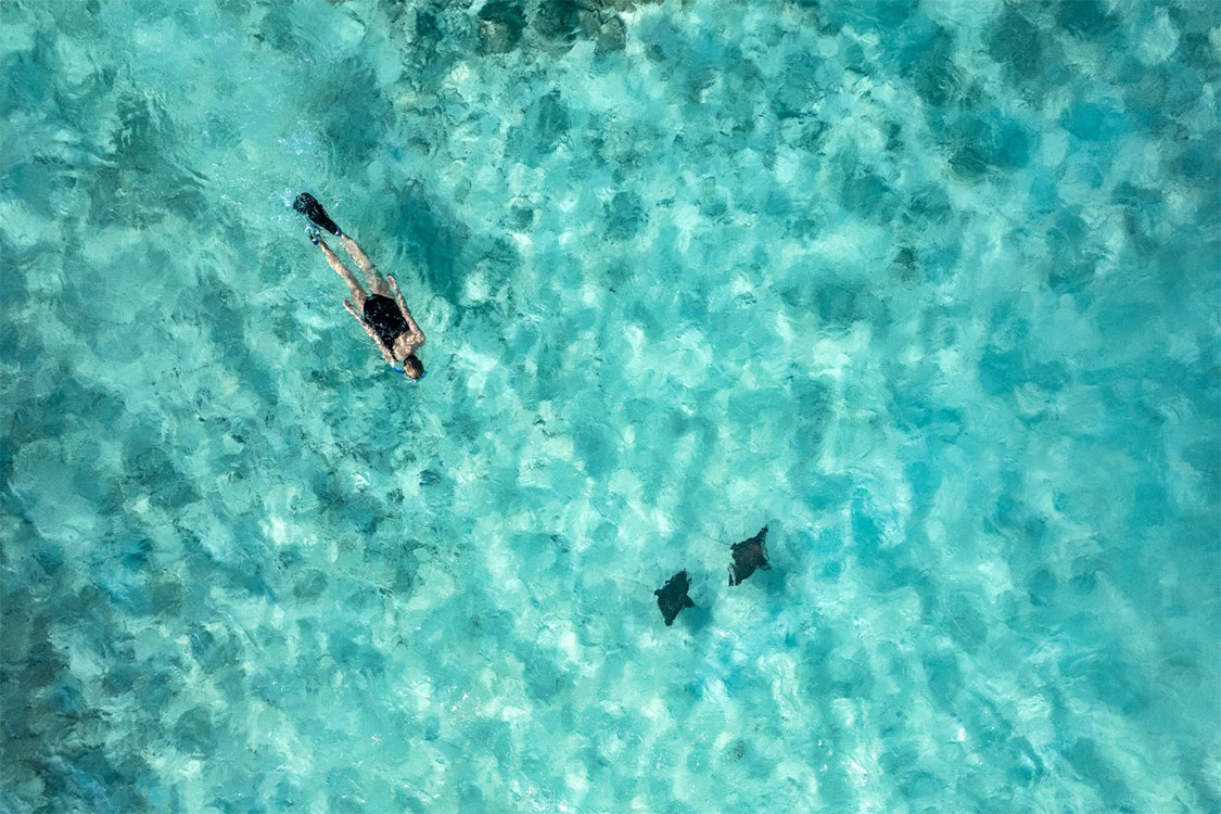 Aerial of woman snorkelling with eagle rays