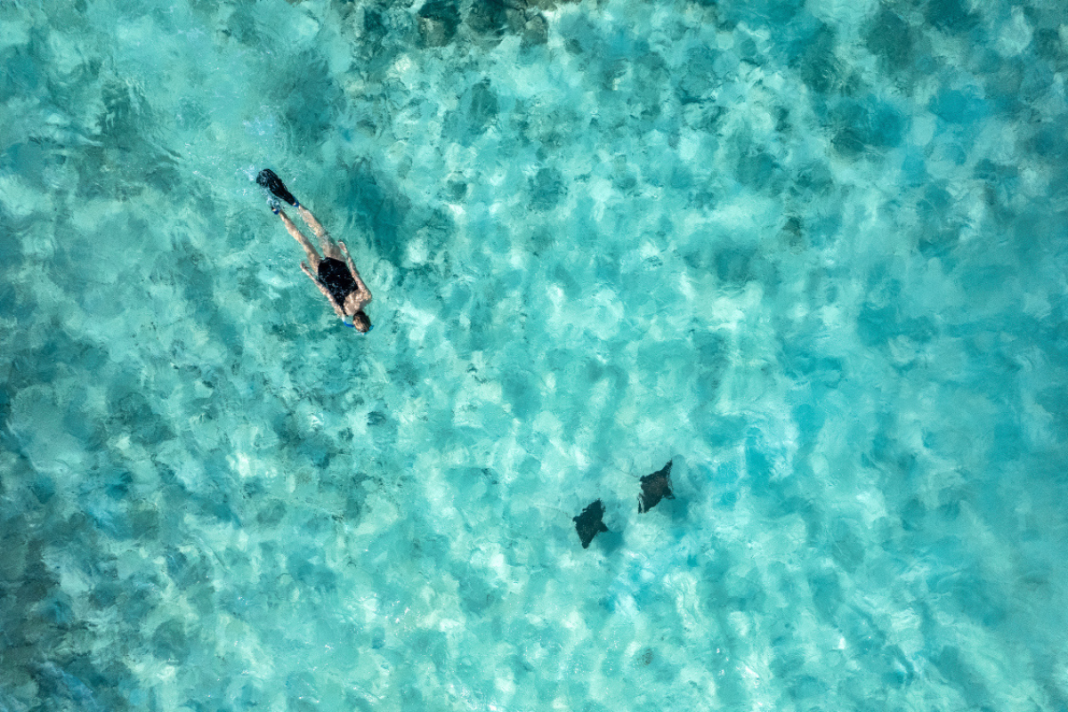 Aerial of woman snorkelling with eagle rays