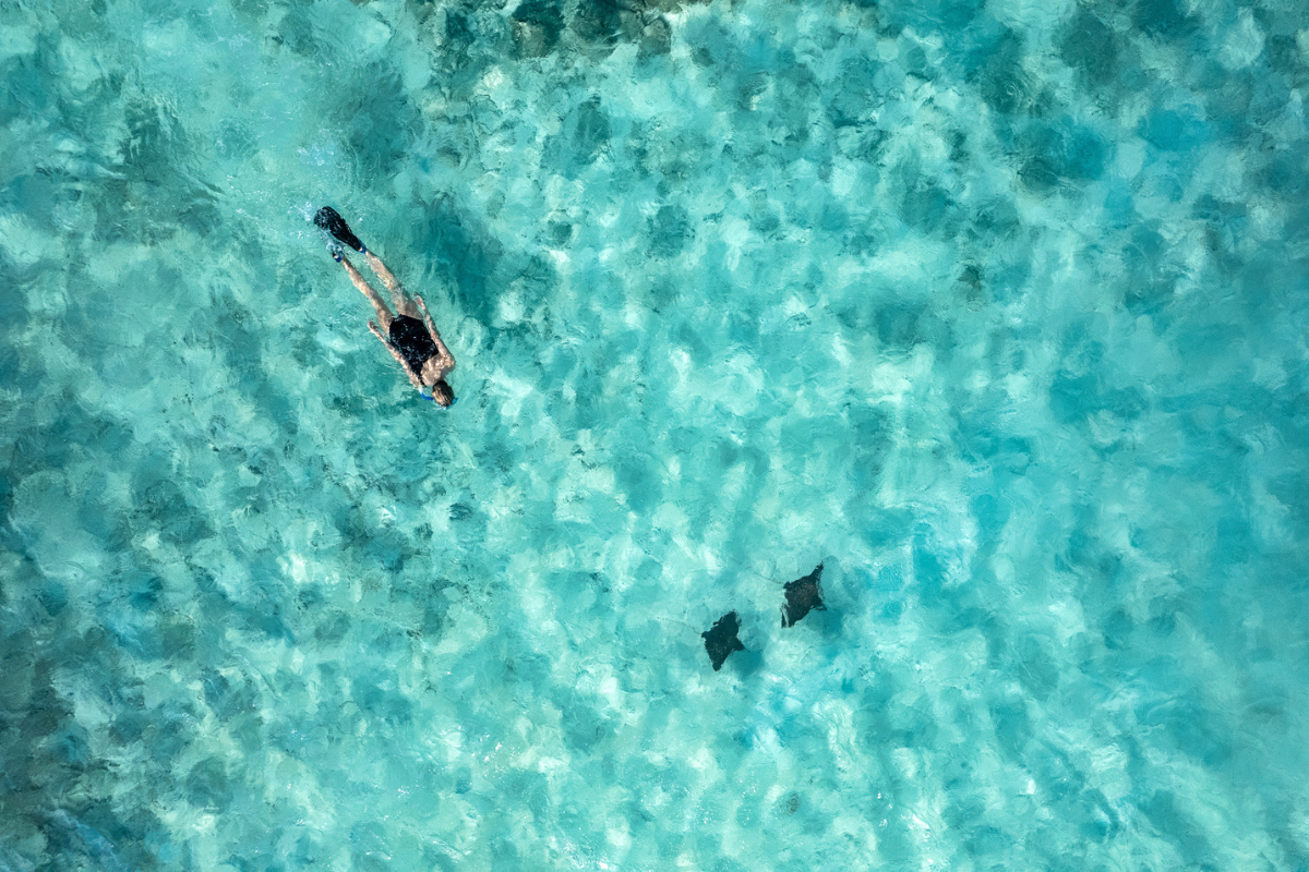 Aerial of woman snorkelling with eagle rays