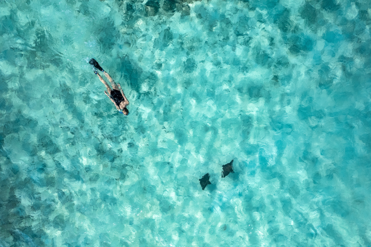 Aerial of woman snorkelling with eagle rays