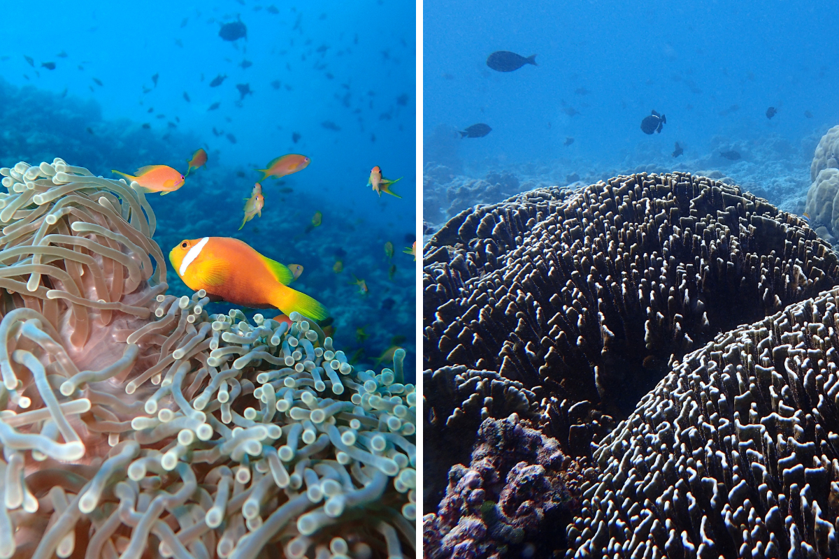 Vibrant marine life and coral at The Nautilus Maldives