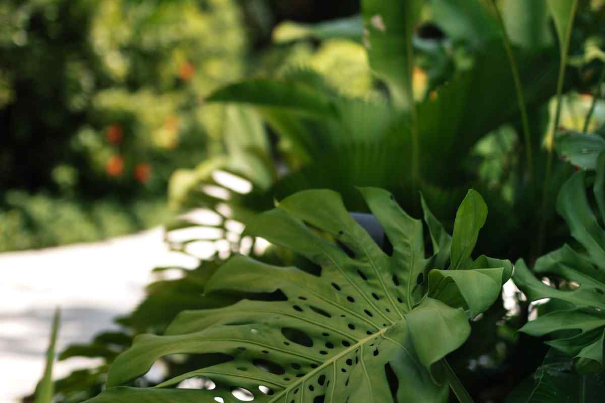 Tropical foliage on the island of The Nautilus Maldives