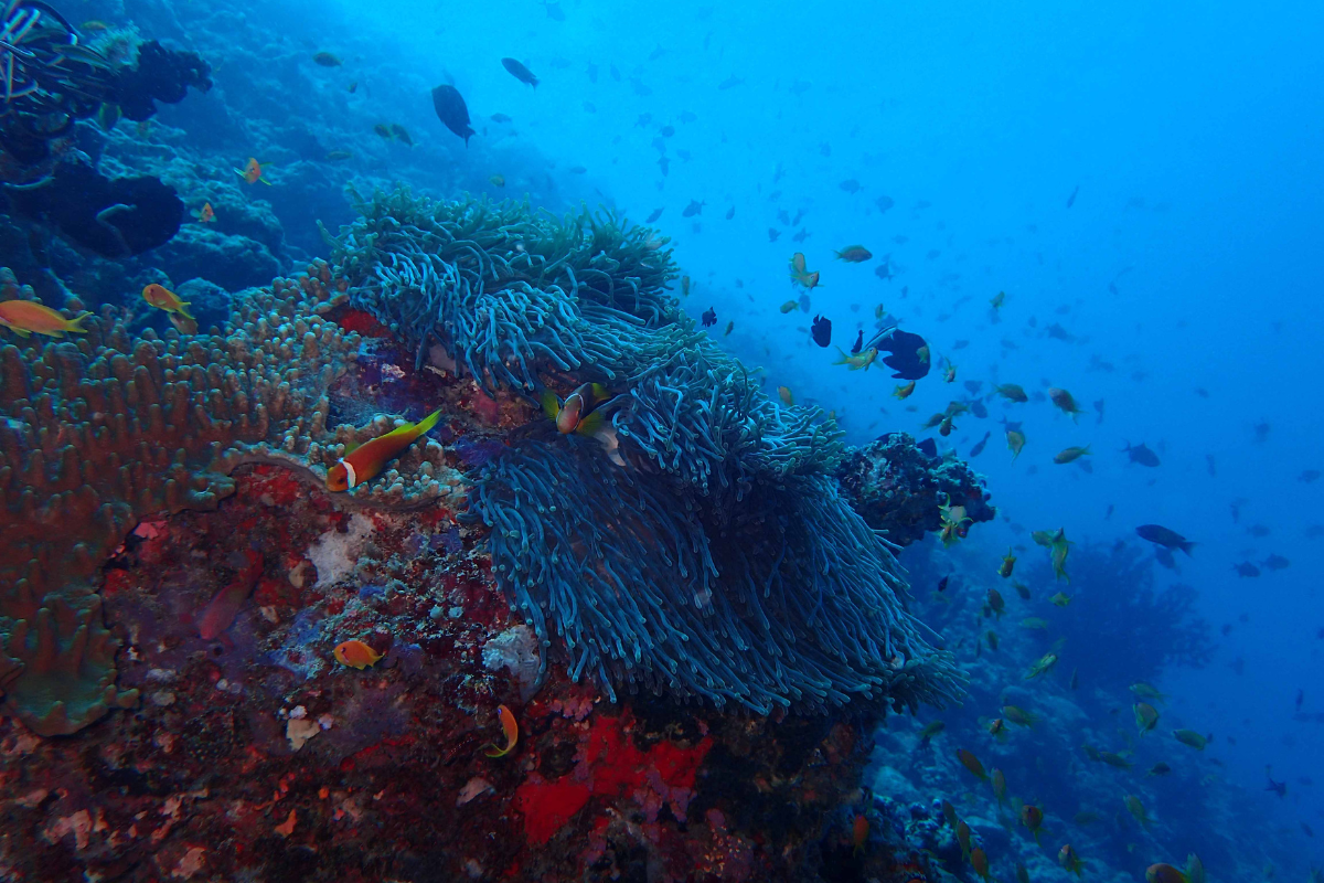 Vibrant marine life and coral at The Nautilus Maldives