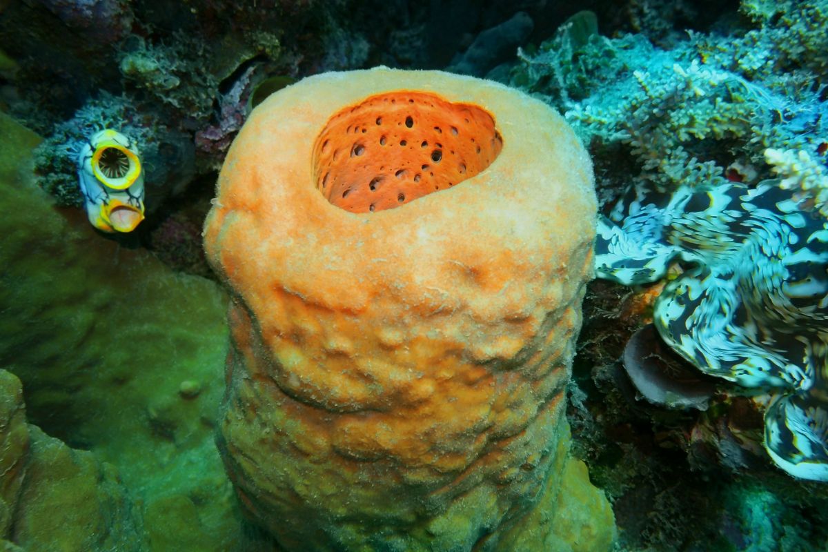 Vibrant marine life and coral at The Nautilus Maldives