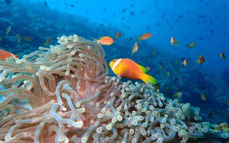 Vibrant marine life and coral at The Nautilus Maldives