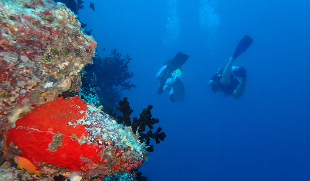 Two divers diving alongside a colourful coral wall at The Nautilus