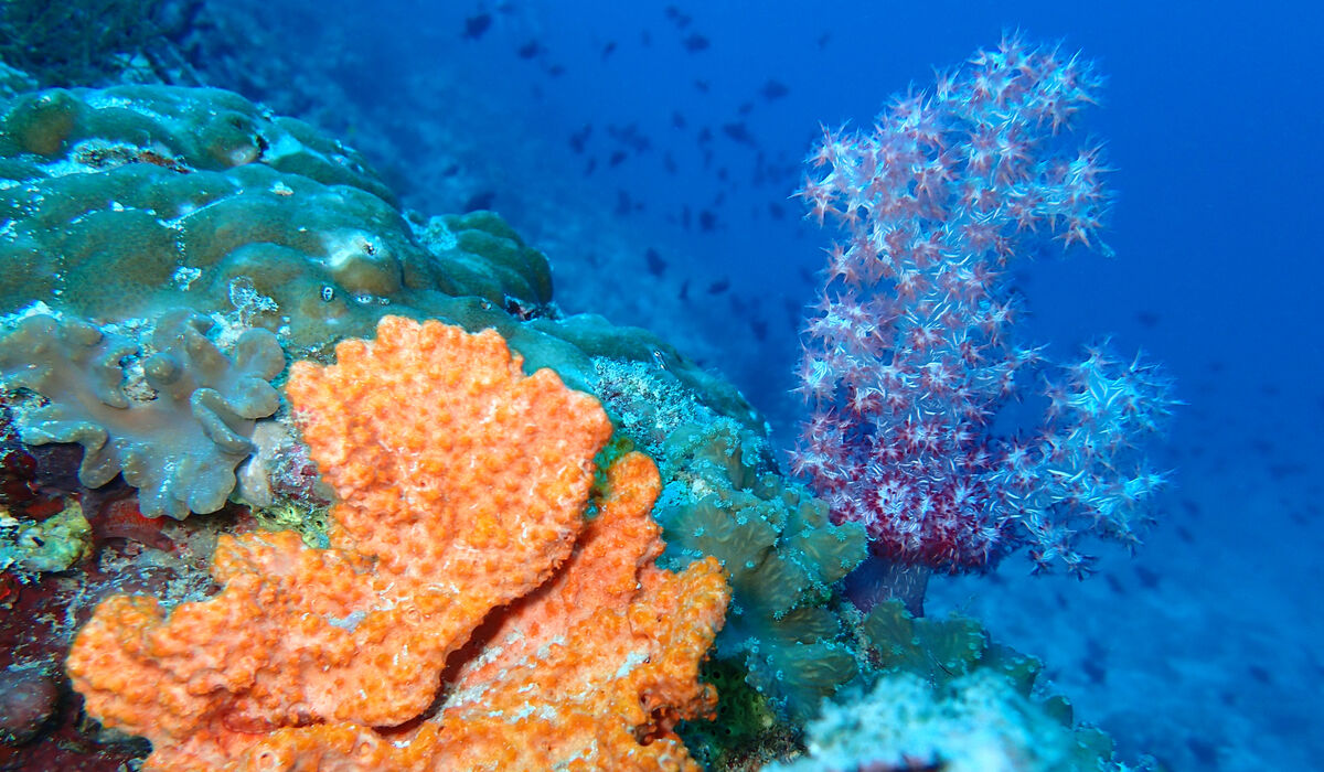 Vibrant marine life and coral at The Nautilus Maldives