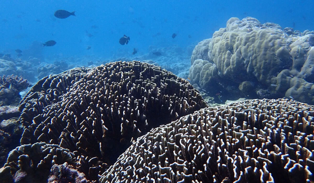 Colourful underwater corals and fish at The Nautilus