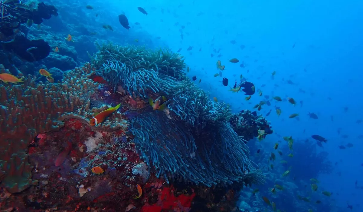 Colourful underwater corals and fish at The Nautilus