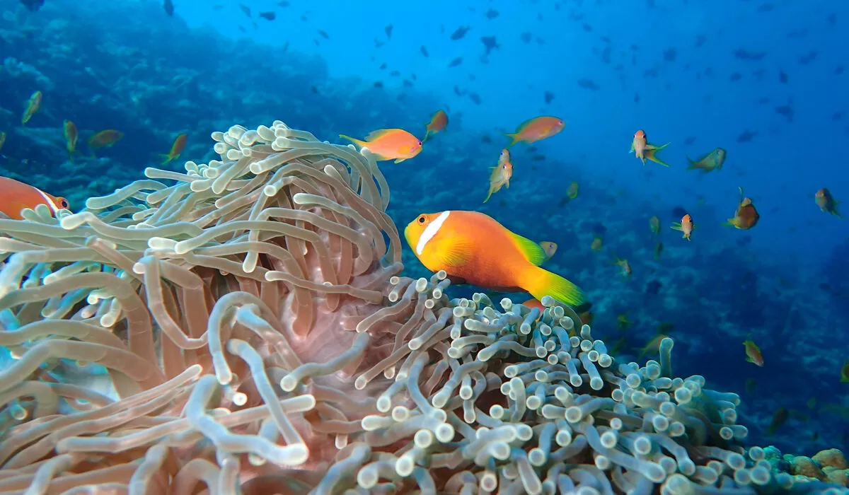 Colourful underwater corals and fish at The Nautilus