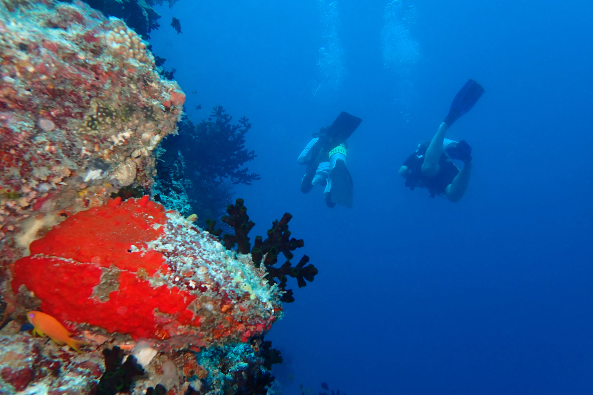 Two divers diving alongside a colourful coral wall at The Nautilus
