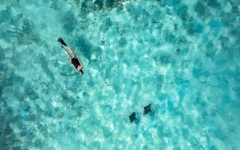 Aerial of woman snorkelling with eagle rays