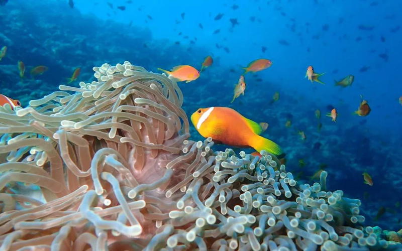 Colourful underwater corals and fish at The Nautilus