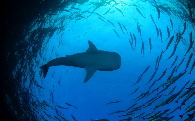 Whaleshark at UNESCO bioreserve, Baa Atoll.