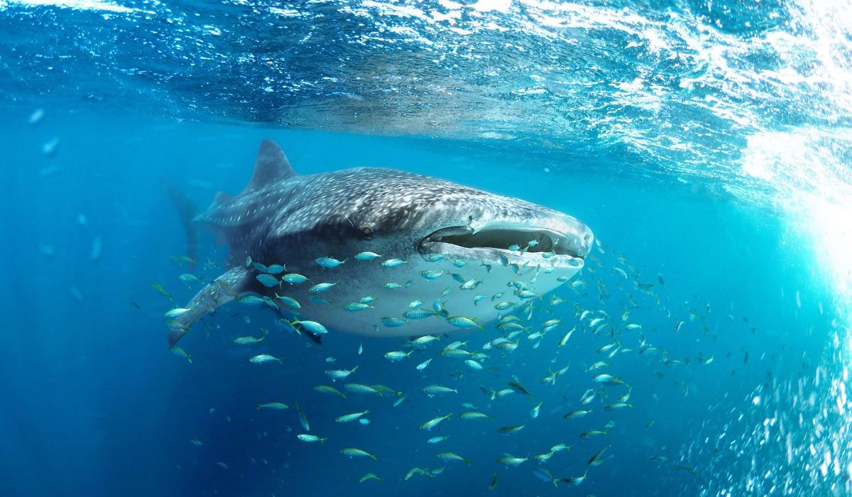 Whaleshark surfacing to feed on the planktons at UNESCO bioreserve, Baa Atoll.