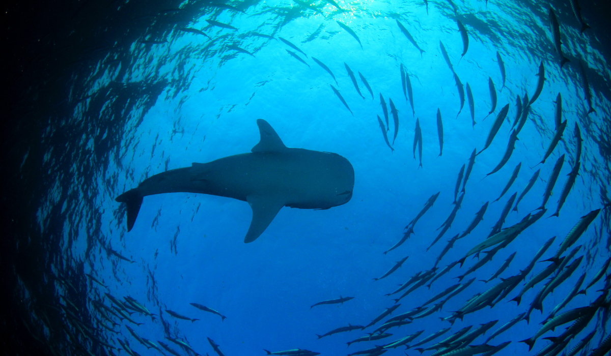 Whaleshark surfacing to feed on the planktons at UNESCO bioreserve, Baa Atoll.