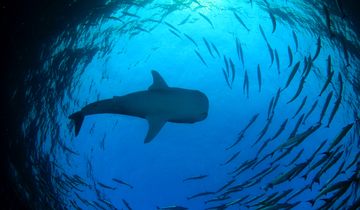 Visit Maldives - Experiences > Connecting with Whale Sharks: The Majestic  Beasts of the Ocean