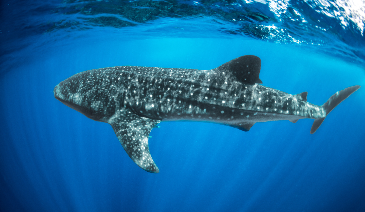 Whaleshark surfacing to feed on the planktons at UNESCO bioreserve, Baa Atoll.