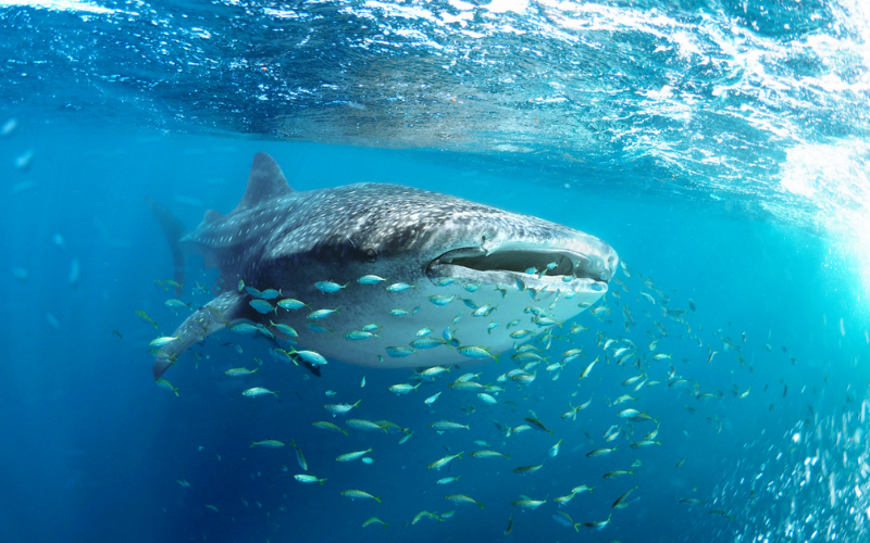 Whale shark with mouth open, with small fish surround it