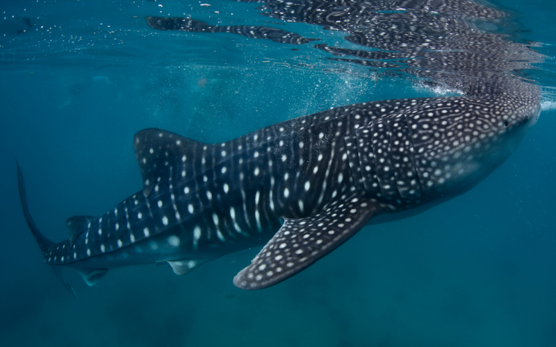 Whaleshark surfacing to feed on the planktons at UNESCO bioreserve, Baa Atoll.