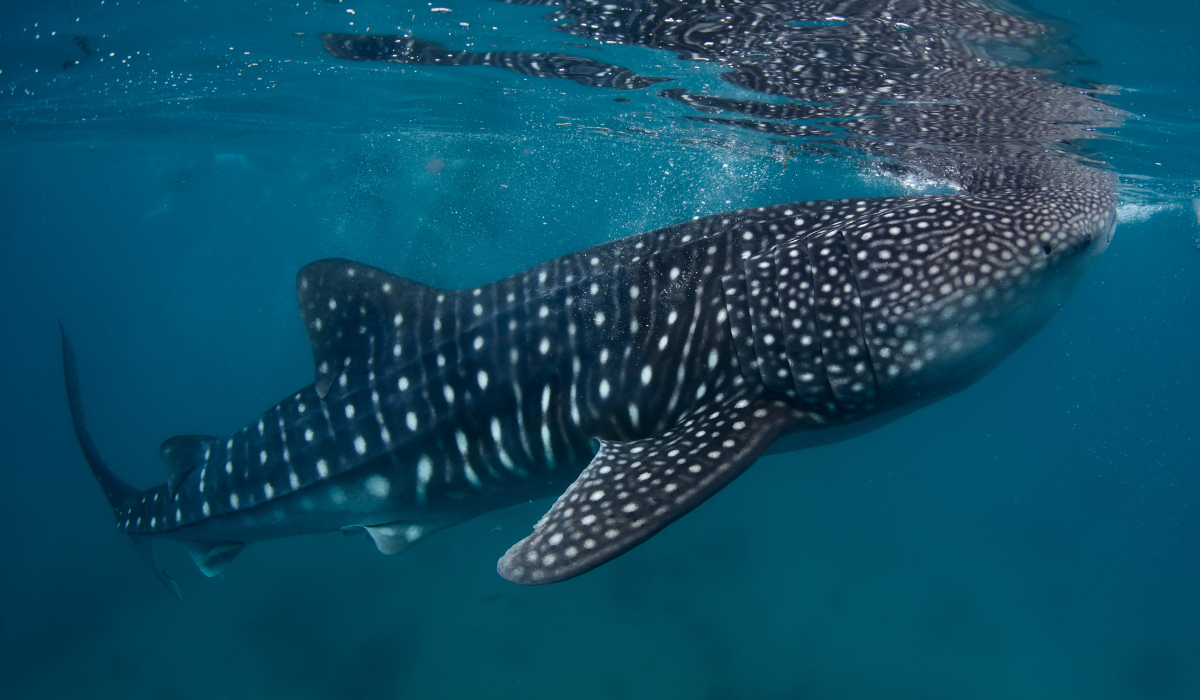 Whaleshark surfacing to feed on the planktons at UNESCO bioreserve, Baa Atoll.