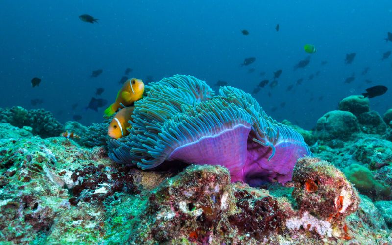 Corals underwater at The Nautilus Maldives